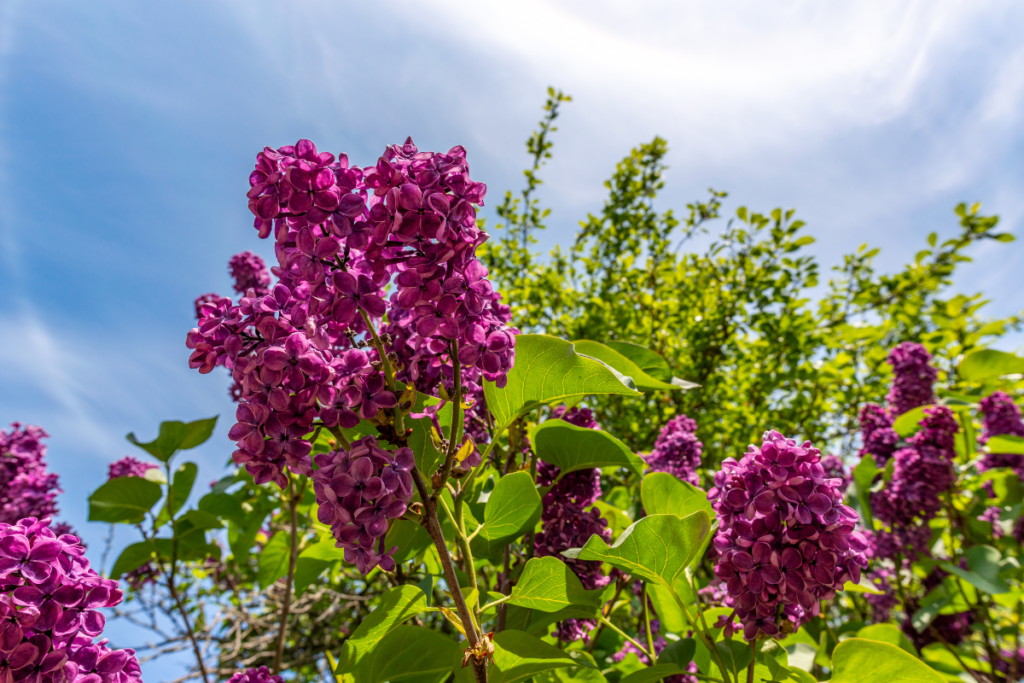 Pourquoi le lilas des indes ne fleurit-il pas et comment y remédier à