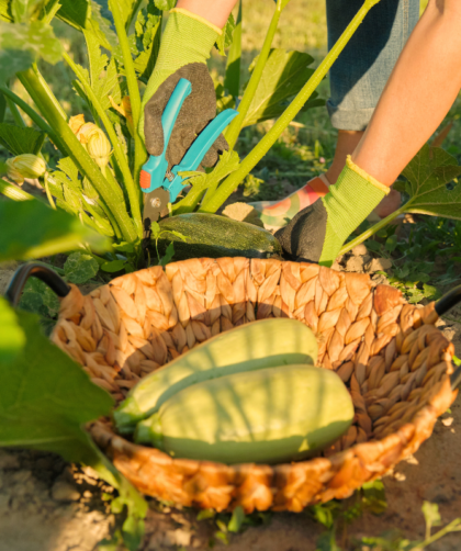 tailler courgette